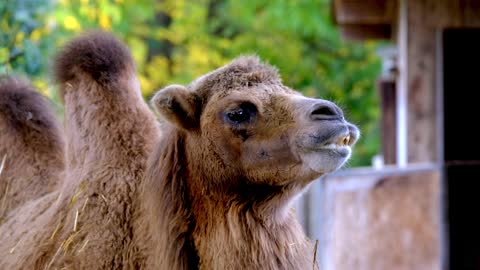 Camel Desert Animal Animal Hump Wildlife Mammal