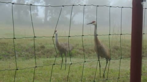 Morning Sandhill Cranes