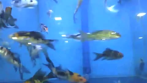 Small poecilia fish in the store's aquarium, it swim very fast [Nature & Animals]