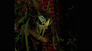 Night Blooming Cereus