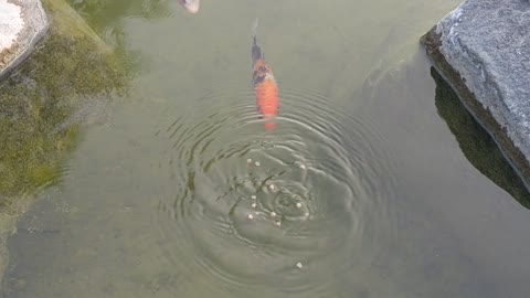 Hangin' with my Koi