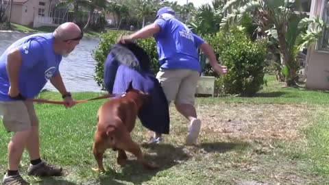 Guard Dog Training Step by Step!