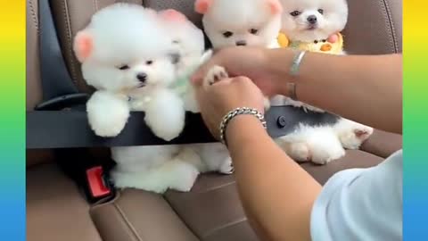 4 Dogs cute in the car