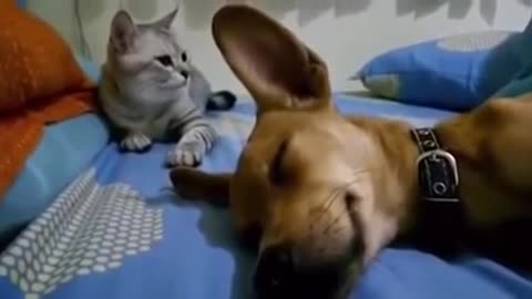The cat makes a prank on the dog while he sleeps