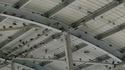 pigeon With Sound