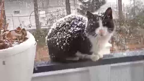 A homeless cat under the snow 🌨️
