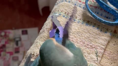 Lovebird make her tail at own with paper