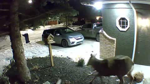 Deer leaves behind anther in calgary yard