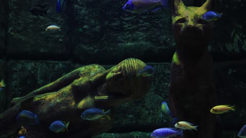 Aquarium - For your video Editing (4)