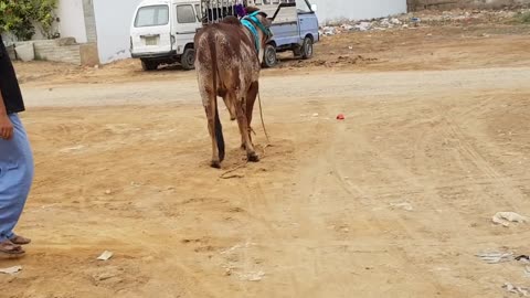 Beautiful Bull qurbani in saadi Town Must Watch 2018 Part 1