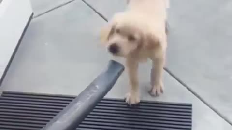 Verry Verry cute dog playing with a vaccum cleaner