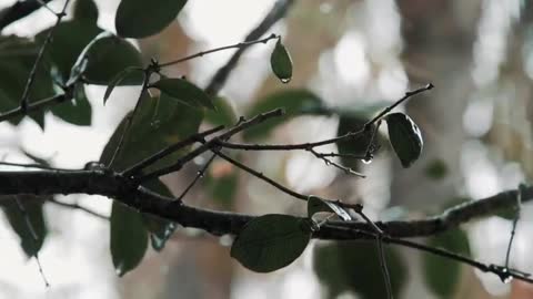 Relaxing Rain Sound for Meditating and Sleeping