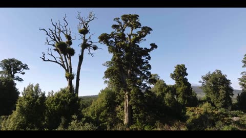 Restoring land into native forest - The Tīmata Method