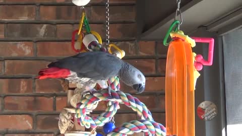 Parrot performs a 'Meow Opera' camera