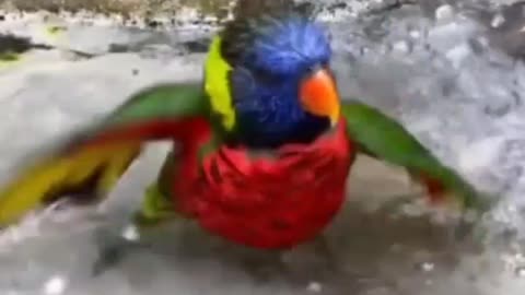 The little bird is having a happy bath