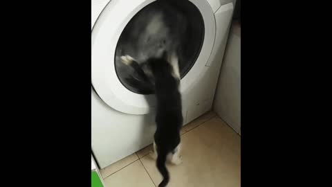 Gif video of cat playing with washing machine