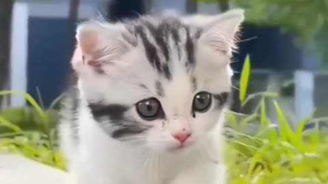 Cute Baby Kitten 🐈🐈🐈