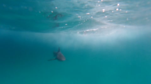 Shark and Remora Check Out My GoPro