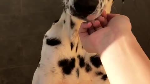 Dalmation dog sitting up and licking owner's hand