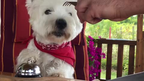 Smart Dog Rings A Bell For Tasty Treats