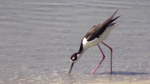 Black-necked Stilt Eating Snails As It Walks Along The Shoreline