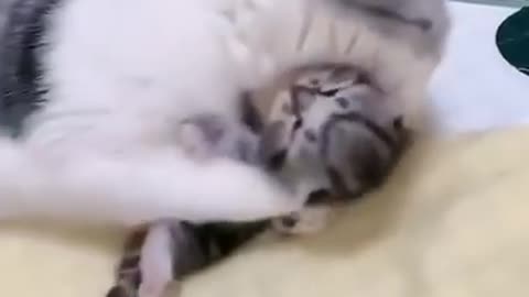 mommy cat hugs kitten having a nightmare