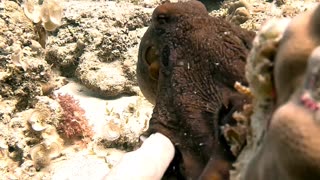 Octopus Grabs My Hand and Takes Me for a Walk