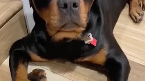 "Cute Dog's Hilarious Antics in 9 Seconds – A Must-Watch for Dog Lovers!"**