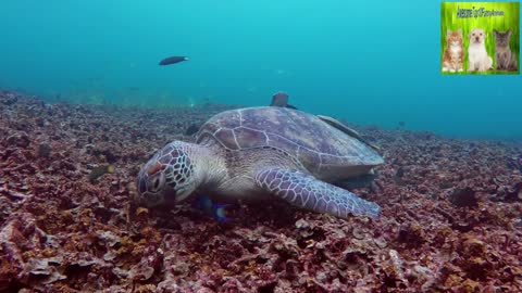 mixkit-turtle-feeding-on-the-bottom-of-the-sea-29825-large