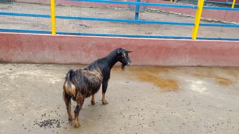 This black goat is black. Its beard is very long!