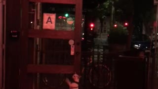 White puppy tied to gate trying to get owners attention