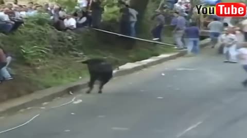 Watch !!!! Bull fight gone Crazy FUNNY