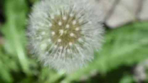 Close View Of A Dandelion