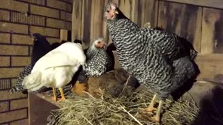 chickens getting ready for bed