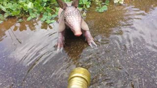 Baby armadillo plays in water