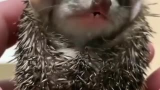 Baby hedgehog licks air