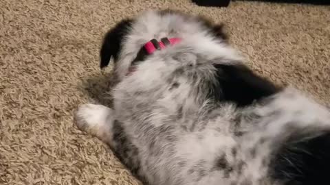 Adorable Australian Shepherd Puppy Playing