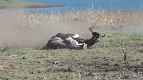 Lion Is Humiliatingly Defeated By Other Wild Animals - Lion Vs Wildebeest, Zebra, Crocodile