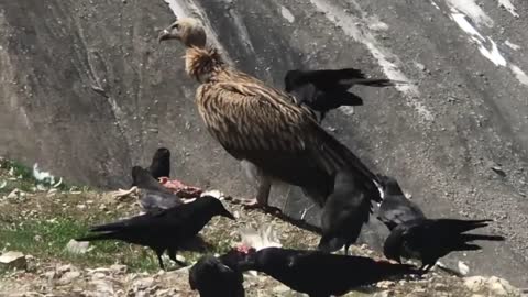Vulture bird