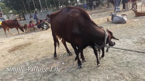 721| Australia and Desi Dairy Cows Market prices 2019|Cow Seller Interview|Simple Village Life
