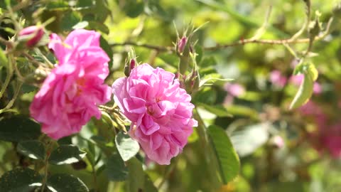 Rosa Damascena Bulgarian Rose