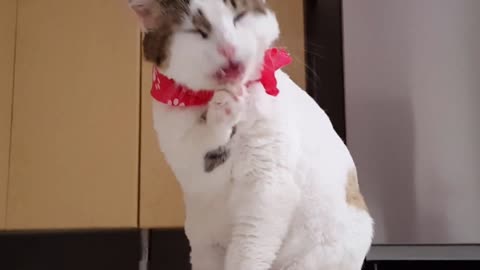 Cute Cat Reaction