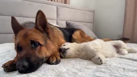 German Shepherd Reacts to Golden Retriever Puppy