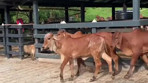 Donadoras productoras los mejores embriones hijos de lso mejores toros productores