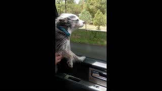 ADORABLE Puppy Looking out Car Window!