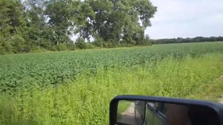 Summer Soybean Crop on Kansas Farm