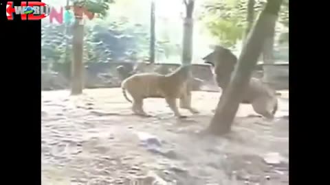 biggest wild animal fights Best animals fights with wild 2016 animals lion tiger bear attack