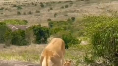 Very cute lion and mother amazing videos