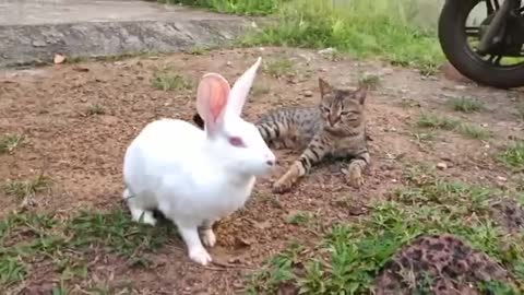 Cat Vs Rabbit Cute Fight