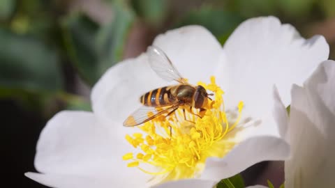 Hoverflies, flower flies or syrphid flies, insect family Syrphidae